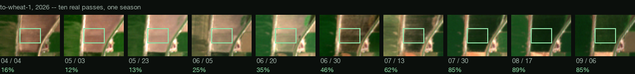 Ten real Sentinel-2 satellite views of the same wheat field across the 2026 season, dated and labelled with measured greenness: bare in April, May and most of June at 12 to 35 percent, turning green on June 30 at 46 percent, and full canopy from late July at 85 to 89 percent.